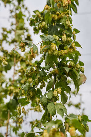 Hops cones plantation in the countryside, organic farming