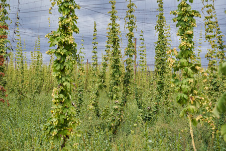 Hops cones plantation in the countryside, organic farmingの写真素材
