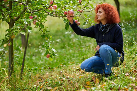 Woman picking apples from the tree to eat