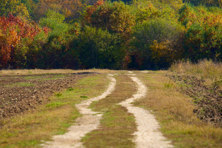 Dirt road through vibrant autumnal landscape