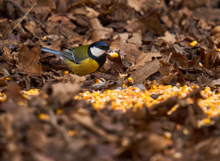 Great tit bird (Parus major) in the forestの写真素材