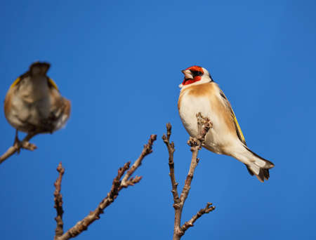 Goldfinch (Carduelis carduelis) perched on a twigの写真素材