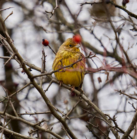 Yellowhammer bird (Emberiza citrinella) perched on briar bushの写真素材