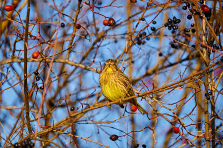 Yellowhammer bird (Emberiza citrinella) perched on hawthorn bushの写真素材