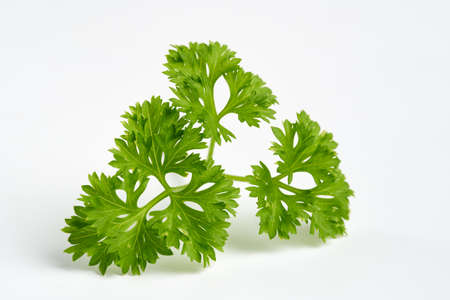 Detailed macro of a parsley leaf isolated on white background