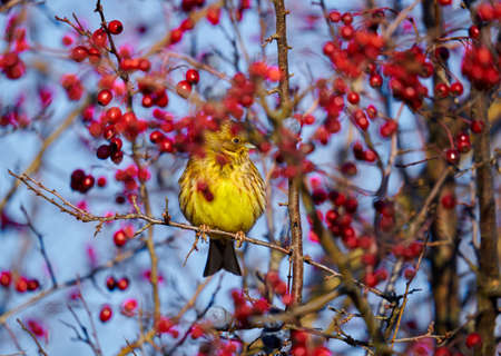 Yellowhammer bird (Emberiza citrinella) perched on hawthorn bush