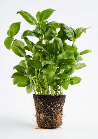 Pot plant basil with roots visible, isolated on white backgroundの写真素材