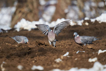 Wild pigeons in the early spring searching for food through snowの写真素材