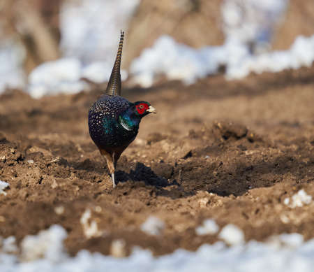 Tenebrosus pheasant searching for food in the muddy soil with snow in the forestの写真素材