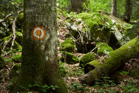 Landscape with pine forest and hiking trail in the mountainsの写真素材