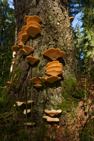 Parasitic mushrooms growing on tree bark in the forestの写真素材