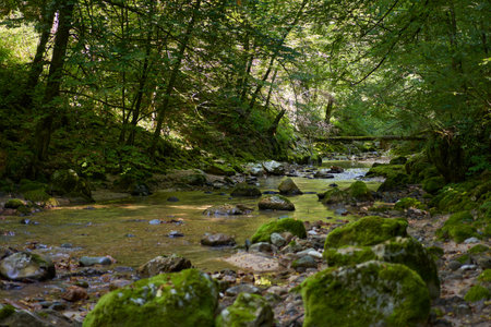 Mountain river flowing through a canyon with lush vegetation and mossy boulders