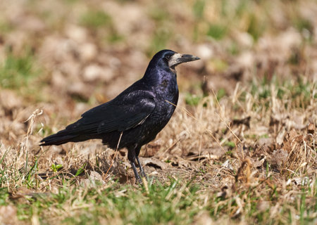Crow standing in the grass in a sunny early spring dayの写真素材
