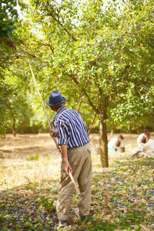 Old farmer beating down the plums from the tree with a stickの写真素材