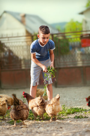 Full length portrait of a child feeding chickens in the countrysideの写真素材