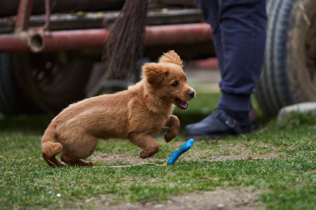 Cute little brown dog playing happy in the grass with its owners