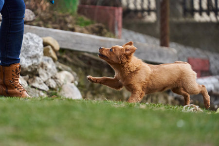 Cute little brown dog playing happy in the grass with its owners