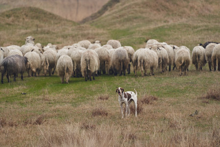 Aggressive guard dog protecting the sheep herd on the mountain