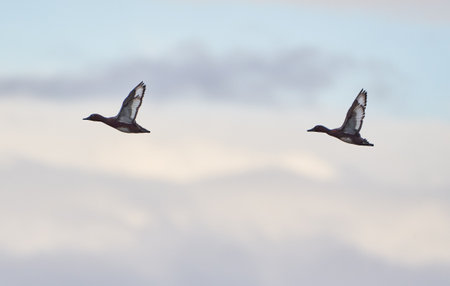 Wild ducks in flight high up in the skyの写真素材