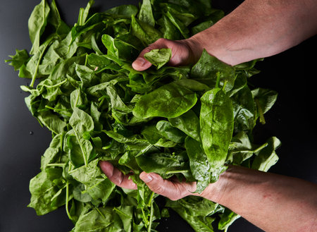 Farmer's hands holding freshly picked spinach in closeup over black backgroundの写真素材
