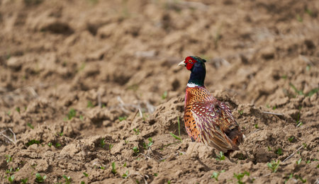 Male pheasant (Phasianus colchicus) in a field in a sunny day