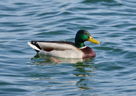 Colorful male mallard duck swimming on a lake in the early spring in a sunny day