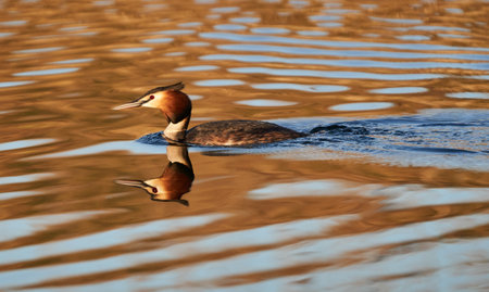 Great crested grebe (Podiceps cristatus) swimming on a calm lake in the evening