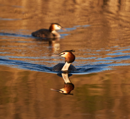 Great crested grebe pair swimming together on a lake at sunset