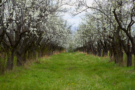 Plum orchard in bloom in the countryside late spring early summer
