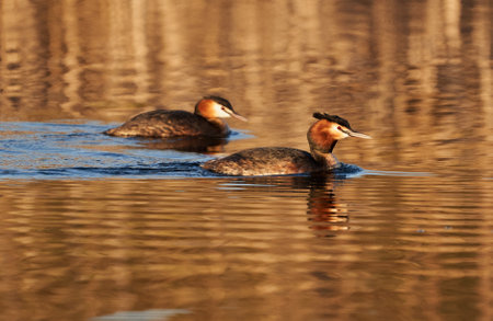 Great crested grebe pair swimming together on a lake at sunset
