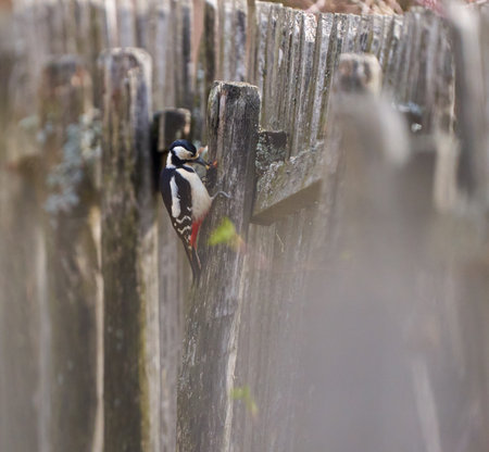 Middle spotted woodpecker finding grubs on an old wooden fenceの写真素材