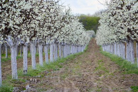 Plum orchard in bloom in the countryside late spring early summerの写真素材