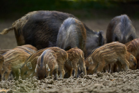 Wild hogs in a herd rooting through a glade in the forestの写真素材