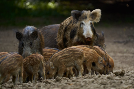 Wild hogs in a herd rooting through a glade in the forestの写真素材