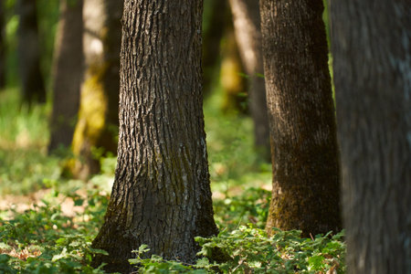 Landscape with an oak forest in the summerの写真素材