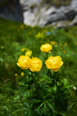 Yellow mountain globeflowers (Trollius europaeus) growing on a hiking trail in the mountains