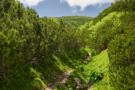 Summer alpine landscape with high mountains and pine and fir forests