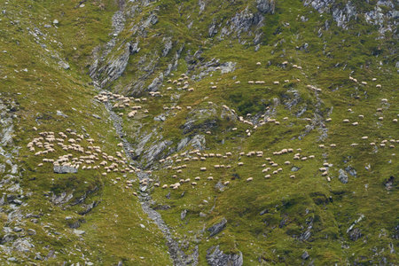 Landscape with a flock of sheep on the side of a mountain, on a steep slopeの写真素材