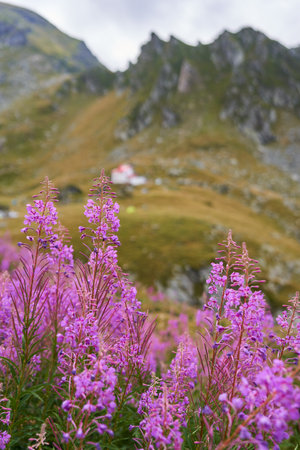 Small purple wild flowers in the high mountains at the end of the summerの写真素材