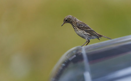 Juvenile song thrush standing atop of a car on the roofの写真素材