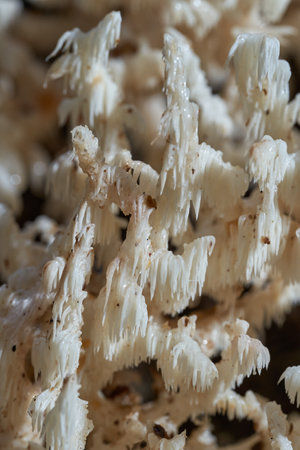Lion's mane mushroom (Hericium erinaceus, Yamabushitake), a fungi widely used for it's multiple benefits health wiseの写真素材
