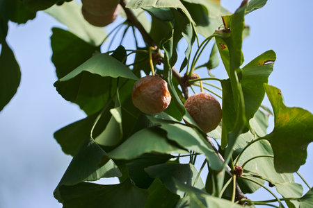 Gingko biloba tree fruits, ripe, amongst leaves on the branchの写真素材