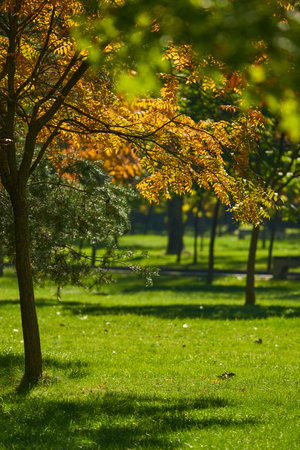 Colorful tree with dar yellow and orange leaves amongst other green ones in the park