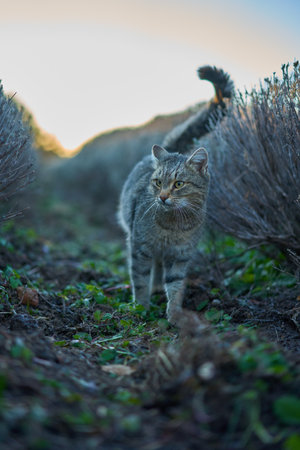 Cute striped gray cat walking between trimmed lavender bushes in the early winter at sunsetの写真素材