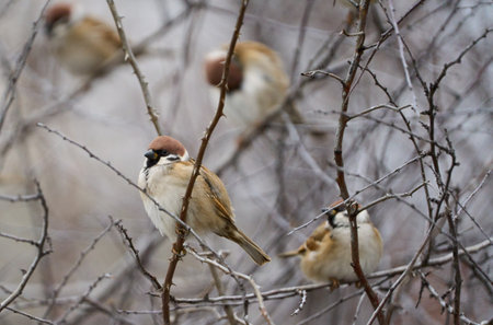 Sparrows group on twigs in a briar bush in the winter time