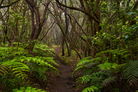 Twisting moss-covered trees on a forest trail in the dense laurel woods of Anaga, Tenerifeの写真素材