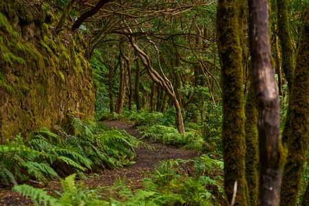 Moss-covered trees and lush ferns line a peaceful trail winding through the laurel forest of Anaga