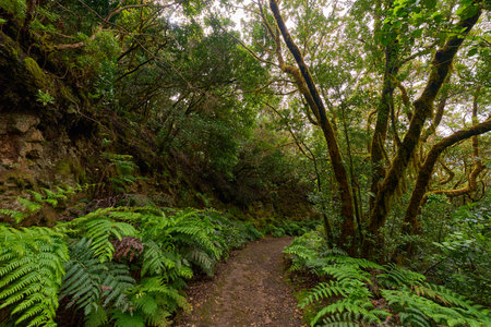Moss-covered trees and lush ferns line a peaceful trail winding through the laurel forest of Anaga