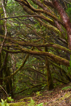 Twisting moss-covered trees on a forest trail in the dense laurel woods of Anaga, Tenerifeの写真素材