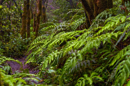 Twisted entangled laurel trees forest and a hiking path in Anaga, Tenerifeの写真素材